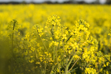 field of yellow flowers rapeseed oil food farm countryside 