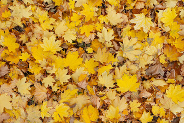 Fallen yellowed foliage. Park or forest in autumn. There are a lot of yellow leaves on the ground. Texture. Background. Banner