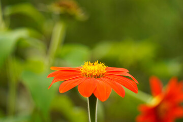 orange daisy flower in the garden