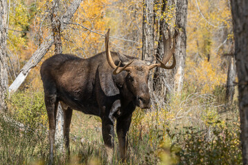 Naklejka na ściany i meble Bull Shiras Moose During the Rut in Wyoming in Autumn