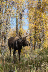 Bull Shiras Moose During the Rut in Wyoming in Autumn