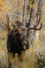 Bull Shiras Moose During the Rut in Wyoming in Autumn