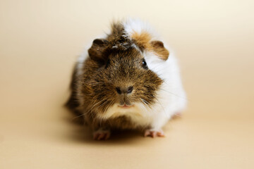 Abyssinian Guinea Pig Cavia Pet isolated on a golden background