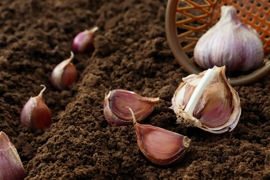 Planting garlic in the vegetable garden. Autumn gardening