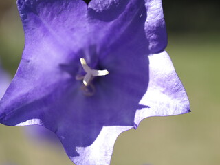 Glockenblume / Bell Flower / Campanula medium
