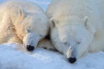 Obraz na płótnie Canvas Polar bears are sleeping