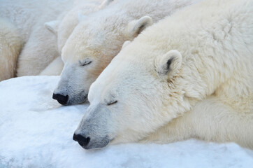 Obraz na płótnie Canvas Polar bears are sleeping