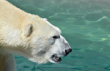 polar bear in the snow