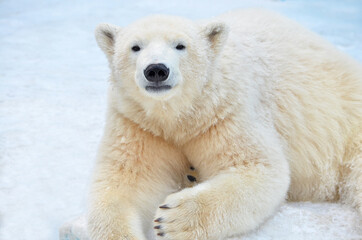 Fototapeta na wymiar Portrait of a polar bear