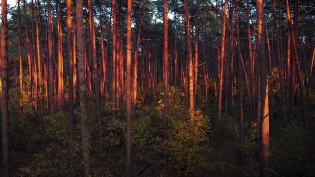 Smooth cinematic video of autumn forest at sunset. Beautiful vibrant colours of forest in fall season