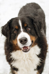 happy bernese mountain dog in snowy garden