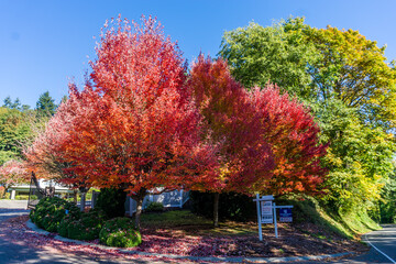 Obraz premium Fall Burien Street 3