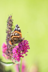 Schmetterling / Edelfalter