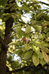 magnolia bud flower fruit