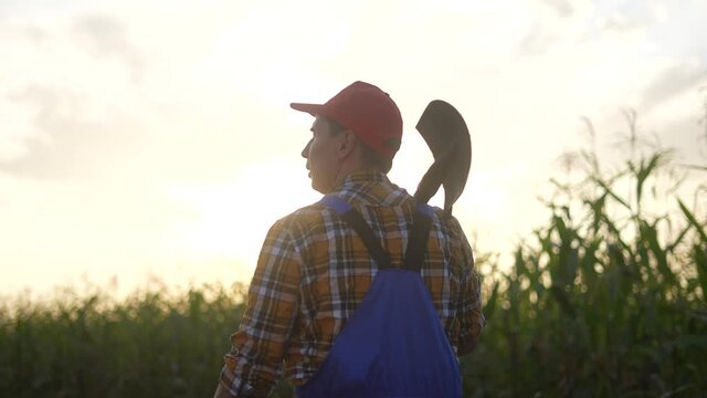 agriculture. corn field business concept. close-up a of farmer walk feet in boots with shovel walk on green field of grass corn at sunset. farmer walk sunset agriculture concept