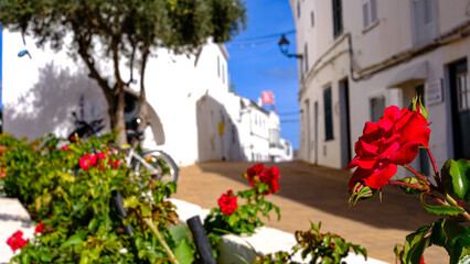Fototapeta na wymiar flower and street Fornells, Menorca, Balearic islands, spain,