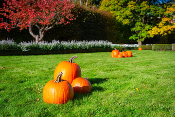 Beautiful autumn park with pumpkins arranged on the lawn
