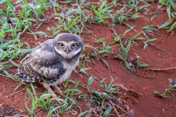 Burrowing Owl pup on grass floor in closed focus with selective focus.