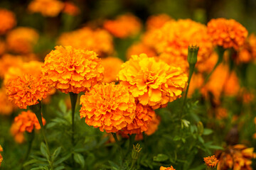 orange marigold flowers in the garden