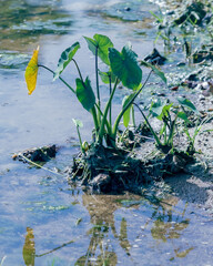 emergent vegetation.  small plant on the banks of a lake