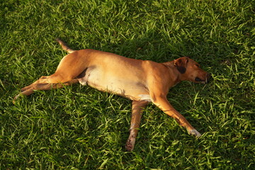 the dog sleeps on the green lawn