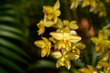 Naklejka na ściany i meble yellow orchid in garden