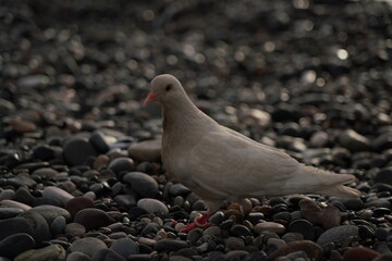 a bird with a ring on its leg walks on the beach