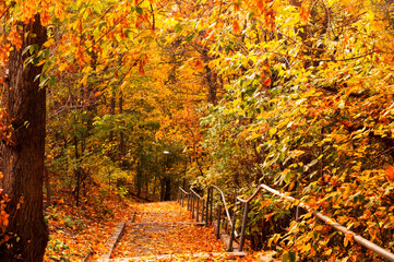 Fototapeta premium Park alley with yellow leaves. Autumn city decor or autumn mood. Close-up