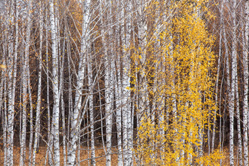 Birch trunks are white with sparse autumn foliage.