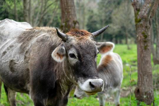 Image of a cow in the meadow.