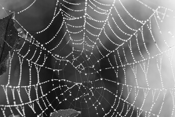 monochrome photo. horror, Halloween. drops of morning dew on the web. Drops of water after rain, glow on the cobweb on a summer or autumn morning. close-up. natural background. macro photo