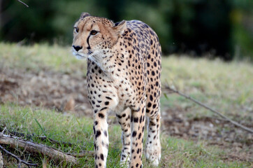 チーター