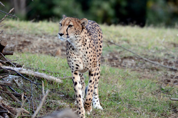 チーター