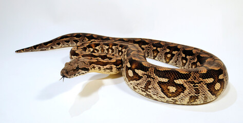 Fototapeta premium Südliche Madagaskarboa // Dumeril's boa (Acrantophis dumerili)