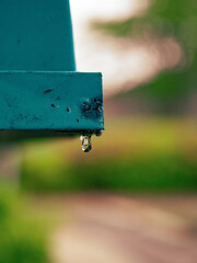 Dripping Water On Teal 1