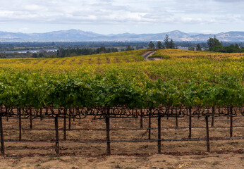 Fototapeta na wymiar View of the wine yard