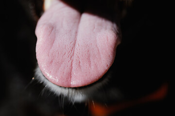 Pet dog oral hygiene close up with pink tongue texture in shallow depth of field.