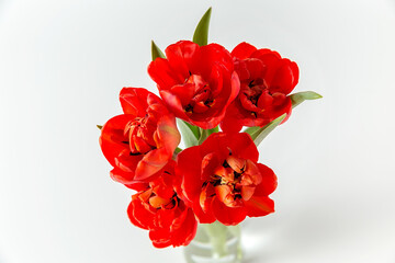 A small bouquet of red terry tulips in a glass vase on a white background. Top view.