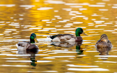 Ducks in the autumn pond