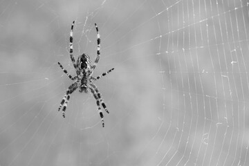 monochrome photo. horror, halloween. large spider, Araneus, sitting on a web. Spider. Macro photo of a garden spider on a web against a natural gray background. isolated, close-up, place for text