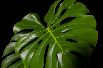 Close up of a Monstera leaf