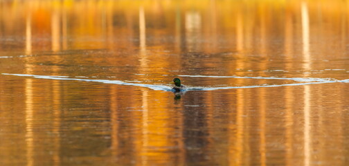 Ducks in the autumn pond