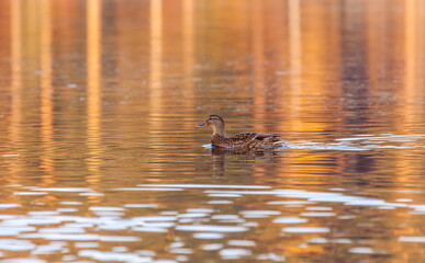 Ducks in the autumn pond