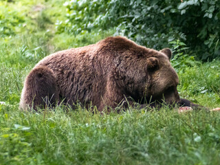 Brown bear lying between green plants on a meadow and eating food. Calm wild animal in its environment.