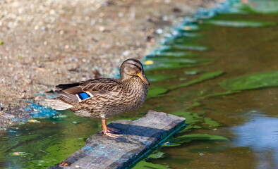 Ducks on the pond in the summer closeup