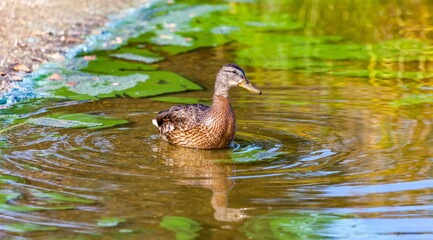 Ducks on the water pond in summer closeup
