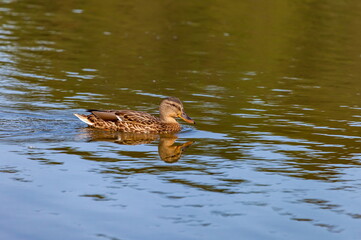 Ducks on the water pond in summer closeup