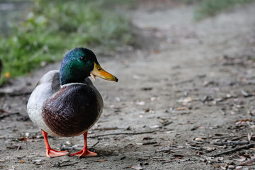 Duck in the water drops
