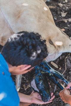 Vaca en trabajo de parto 