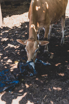 Vaca reci&eacute;n parida con su chivo 